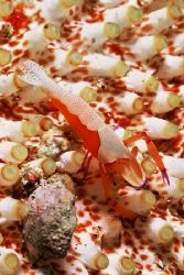 Imperator Commensal Shrimp found in Bali by David Spiel 